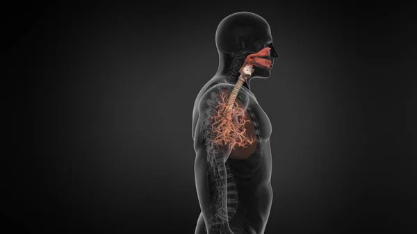 Lidský Plicní Respirační Systém Trachea — Stock fotografie