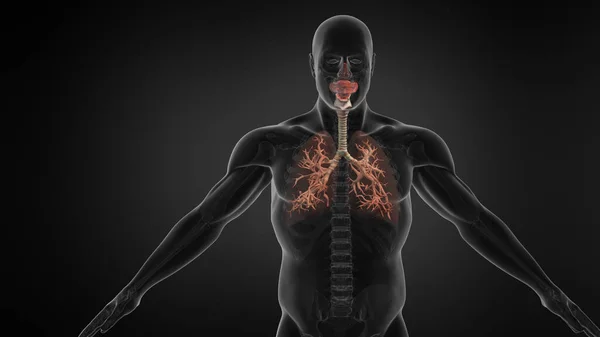 Sistema Respiratorio Polmonare Umano Con Trachea — Foto Stock