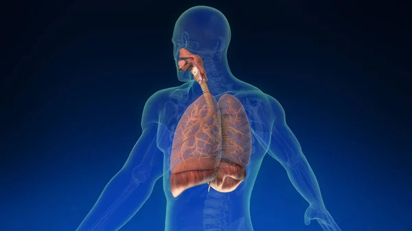 Lidské Plíce Uvnitř Lidského Těla Viditelnými Částmi Lékařsky Přesné Lidské — Stock fotografie
