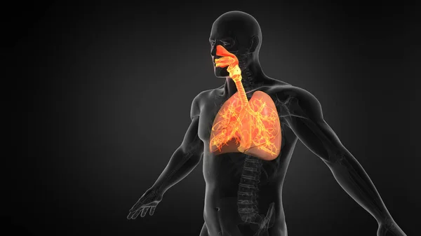 Widok Rentgenowski Ludzkiego Układu Oddechowego Płuc — Zdjęcie stockowe