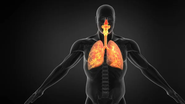엑스선 폐호흡 — 스톡 사진