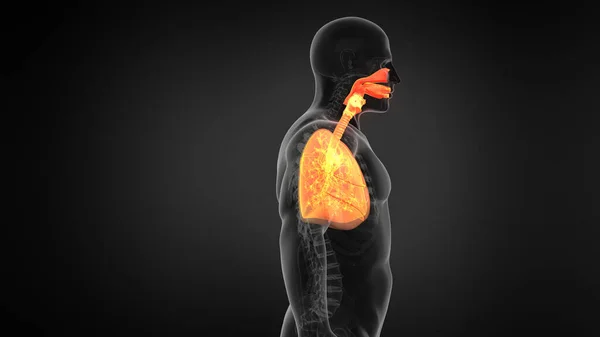 Ray View Human Lung Respiratory System — Stock Photo, Image