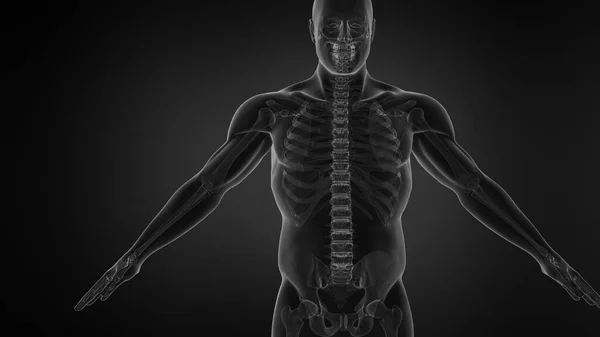 Nsan Iskeletinin Anatomisi — Stok fotoğraf