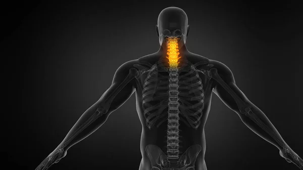Anatomy of Human Spine. Neck pain.