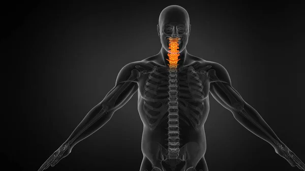 人类脊柱的解剖 颈部疼痛 — 图库照片