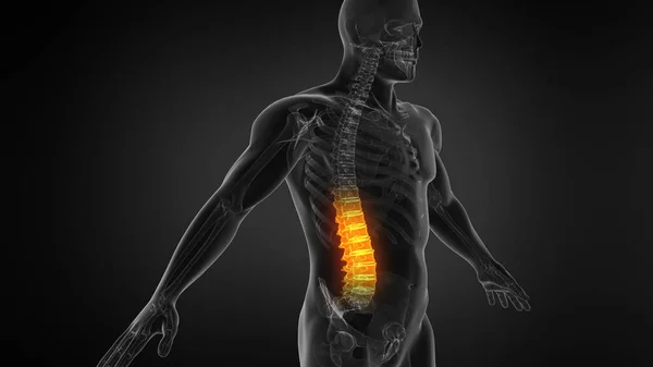 Anatomie Van Menselijke Wervelkolom Pijn Onderrug Menselijke Rugpijn — Stockfoto
