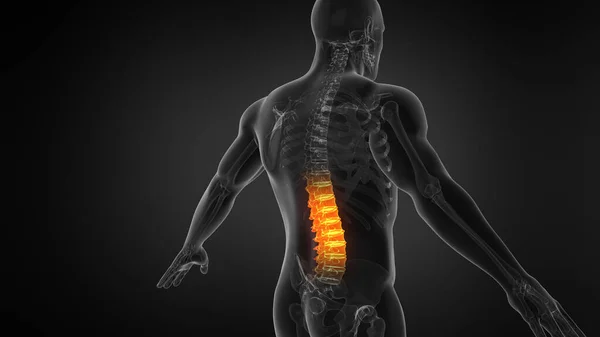 人类脊柱的解剖 背痛和背痛 — 图库照片