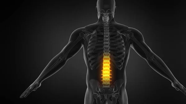 Anatomía Columna Vertebral Humana Dolor Lumbar Dolor Espalda Humano — Foto de Stock