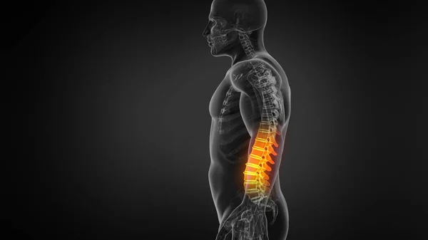 Anatomie Der Menschlichen Wirbelsäule Rückenschmerzen Und Menschliche Rückenschmerzen — Stockfoto