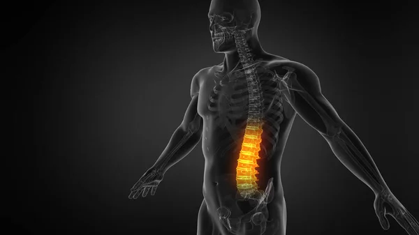 Anatomy of Human Spine. Lower back pain and human backache