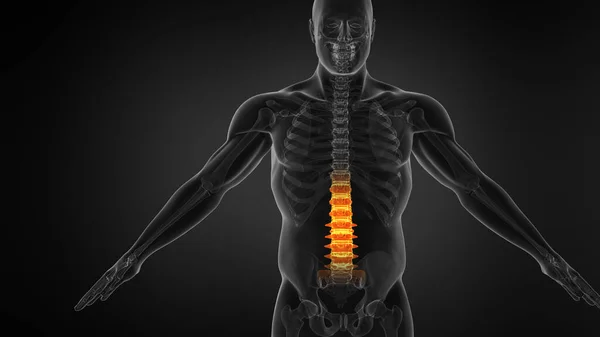 人間の脊椎の解剖学 腰痛と腰痛 — ストック写真