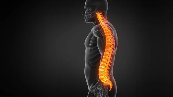 Anatomy of Human Spine.