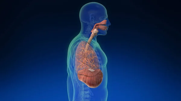 人間の体内の3D人間の肺の部分が表示されます 医学的に正確な人間の肺 — ストック写真