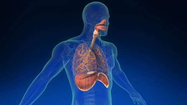 Ludzkie Płuco Wewnątrz Ludzkiego Ciała Jego Widocznymi Częściami Medycznie Dokładne — Zdjęcie stockowe