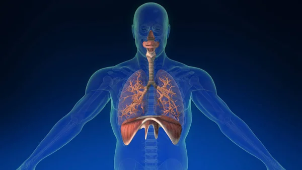 人間の体内の3D人間の肺の部分が表示されます 医学的に正確な人間の肺 — ストック写真