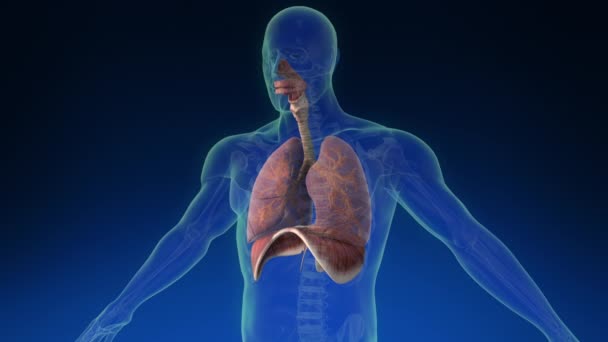 Medyczna Animacja Ludzkiego Płuca Ludzkim Ciele Jego Widocznymi Częściami Medycznie — Wideo stockowe