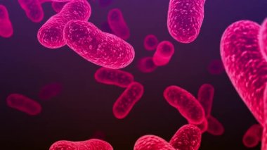 Salmonella bakterisi. S. typhi, S. typhimurium ve diğer Salmonella, çubuk şeklindeki bakteriler, enterik tifüsün nedensel faktörleri ve gıda zehirlenmesi salmonellozu.