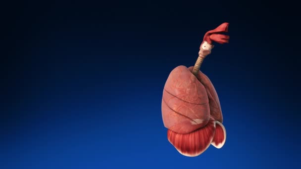 Nsan Vücudundaki Insan Akciğerinin Boyutlu Tıbbi Animasyonu Nsan Ciğerlerinin Tıbben — Stok video