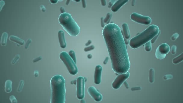 Bakteri Salmonella Typhi Typhimurium Dan Salmonella Lainnya Bakteri Berbentuk Batang — Stok Video