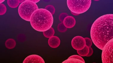 Streptococcus bakterisi. Streptococcus türleri gırtlak iltihabı, menenjit, bakteriyel pnömoni, endokardit ve nekrotizan fasiitten sorumludur..