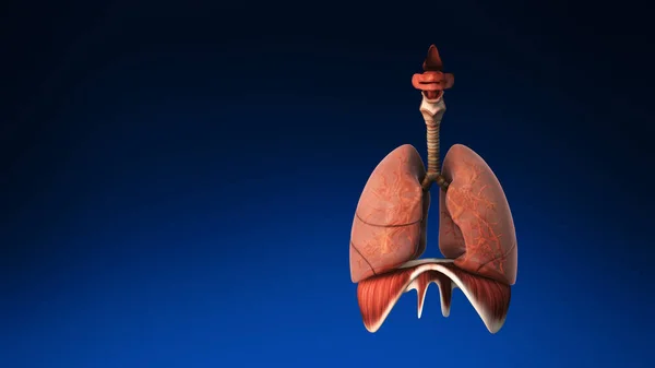 Medicinsk Lunga Med Synliga Delar Medicinskt Korrekta Humana Lungor — Stockfoto