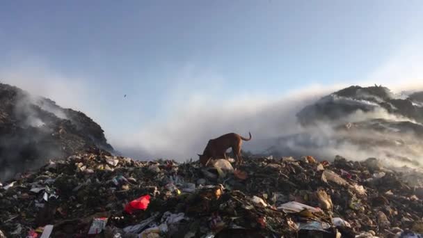 쓰레기 더미를 쓰레기장이나 매립지에 연기를 환경에 방출하고 공기를 시킨다 쓰레기 — 비디오