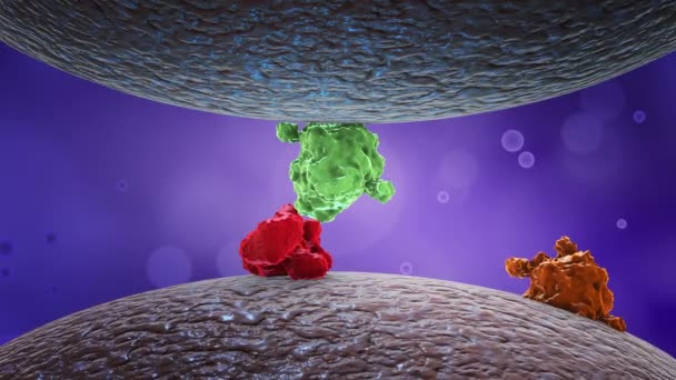 Hücre Zarında Protein Enzim Veya Hormonlar — Stok video