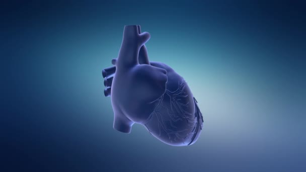 Concepto Animación Anatomía Del Latido Cardíaco Del Sistema Circulatorio Humano — Vídeo de stock