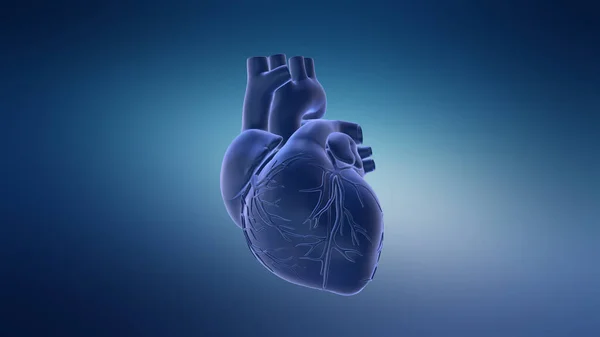 Human Circulatory System Heart Beat Anatomy Animatie Concept — Stockfoto