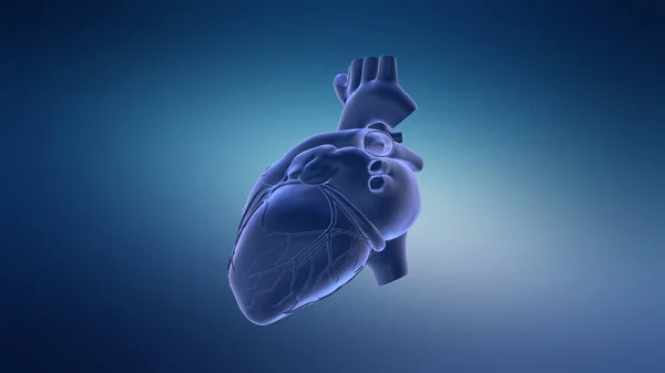 Human Circulatory System Heart Beat Anatomy Animation Concept — Stock Photo, Image