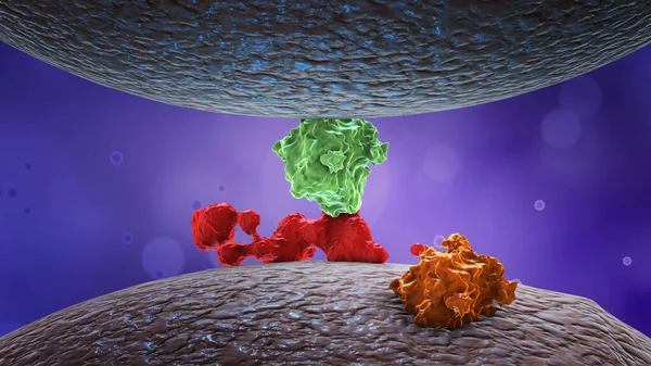 Protéines Enzymes Hormones Sur Membrane Cellulaire — Photo