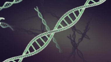 DNA moleküler yapısı, çift sarmal iplik dönen DNA döngüsü