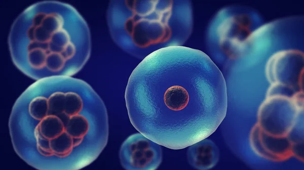 Delen Vermenigvuldigen Van Cellen Mitose — Stockfoto