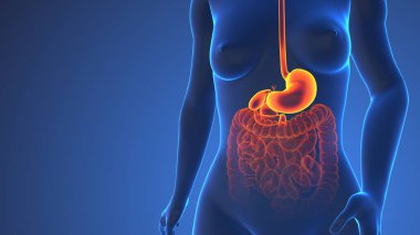 İnsan Midesinin Vücuttaki Anatomisi