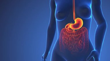 İnsan Midesinin Vücuttaki Anatomisi