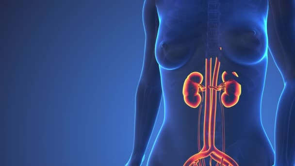 体内のヒト腎臓の解剖学 — ストック動画