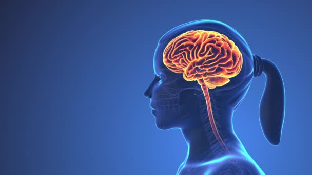 Anatomie Lidského Mozku Uvnitř Těla — Stock video