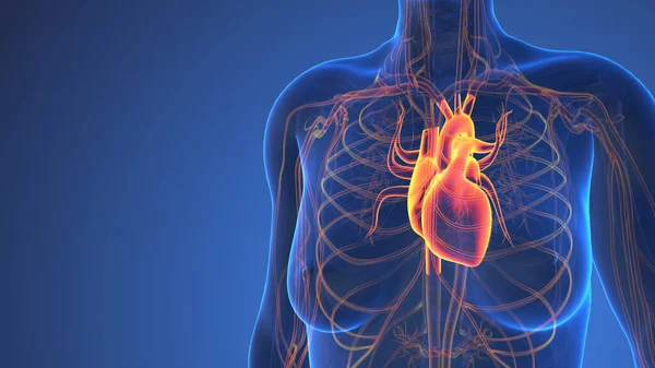 Anatomie Van Het Menselijk Hart Het Lichaam — Stockfoto