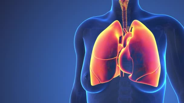 Anatomía Los Pulmones Humanos Corazón Dentro Del Cuerpo — Vídeo de stock