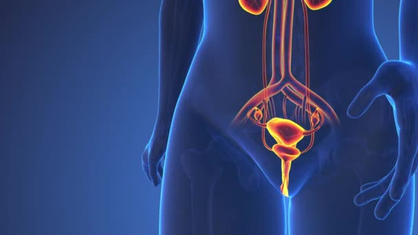 Anatomy Female Urinary System — Stock Video