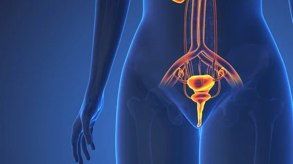 Anatomie Van Het Vrouwelijke Urinestelsel — Stockfoto