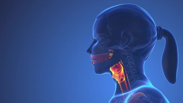 Anatomie Der Menschlichen Schilddrüse Körper — Stockvideo