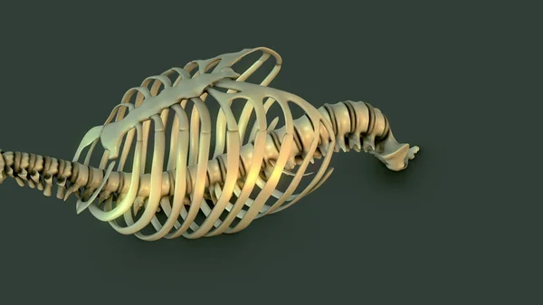 Anatomy Human Skeletal System Rib Cage — стоковое фото