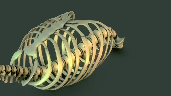 Anatomy Human Skeletal System Rib Cage — Stockfoto