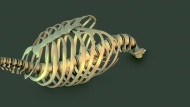 Anatomy of the Human Skeletal System Rib Cage