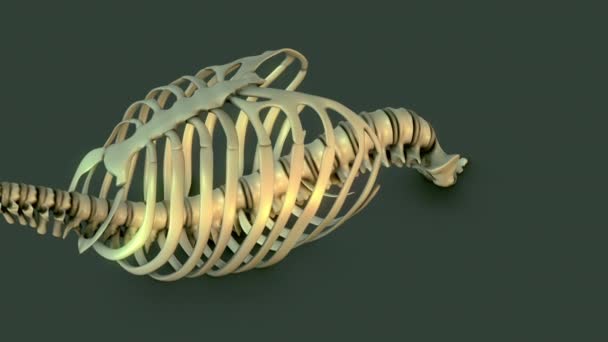 Anatomy Human Skeletal System Rib Cage — стоковое видео