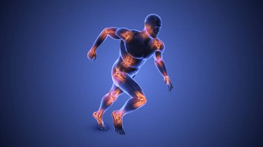 İnsan vücudundaki eklemler