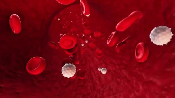 Rote Blutkörperchen Und Weiße Blutkörperchen Fließen Durch Blutgefäße — Stockvideo