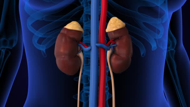 人体肾系统的解剖 — 图库视频影像