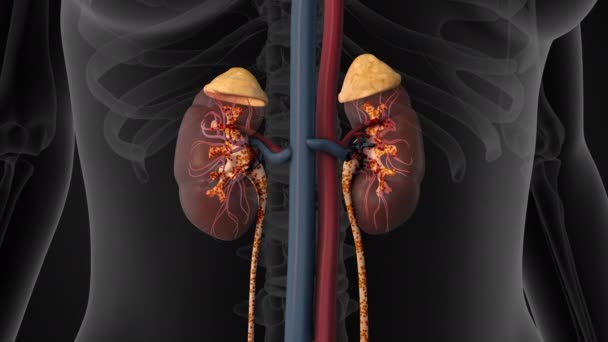 有尿液循环系统的人肾 — 图库视频影像